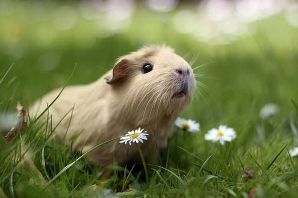 Small Pet Care Northallerton
