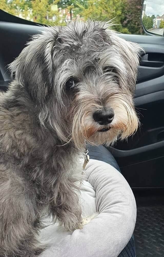 Dog Care Northallerton