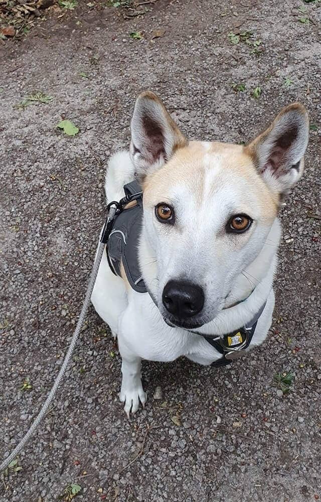 Dog Care Services Near Northallerton