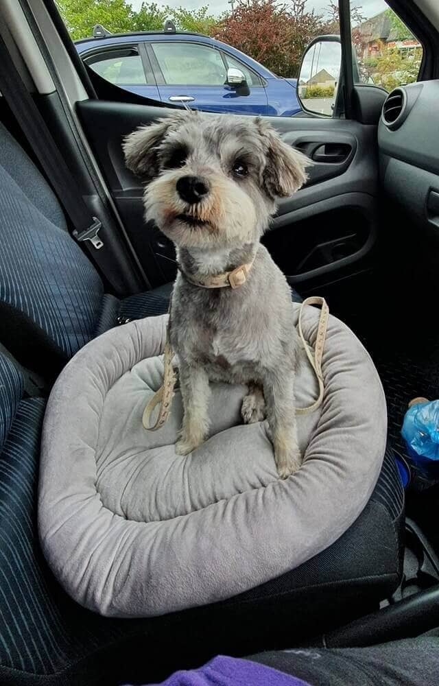 Pet Care Service In Northallerton