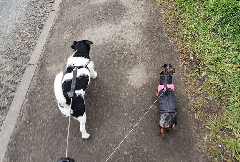 Dog Walker Around Northallerton