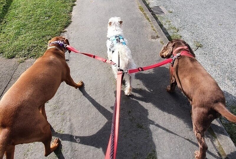 Professional Dog Walker Northallerton
